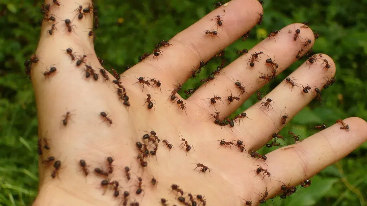 Mano invasa da formiche. Un'immagine che fa pensare ai rimedi naturali contro le formiche, magari con aceto o cannella.