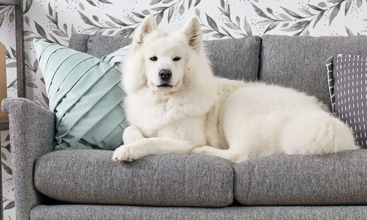 Un soffice cane bianco riposa su un divano grigio. Per sapere come togliere i peli del cane dal divano, guarda questo adorabile amico peloso.
