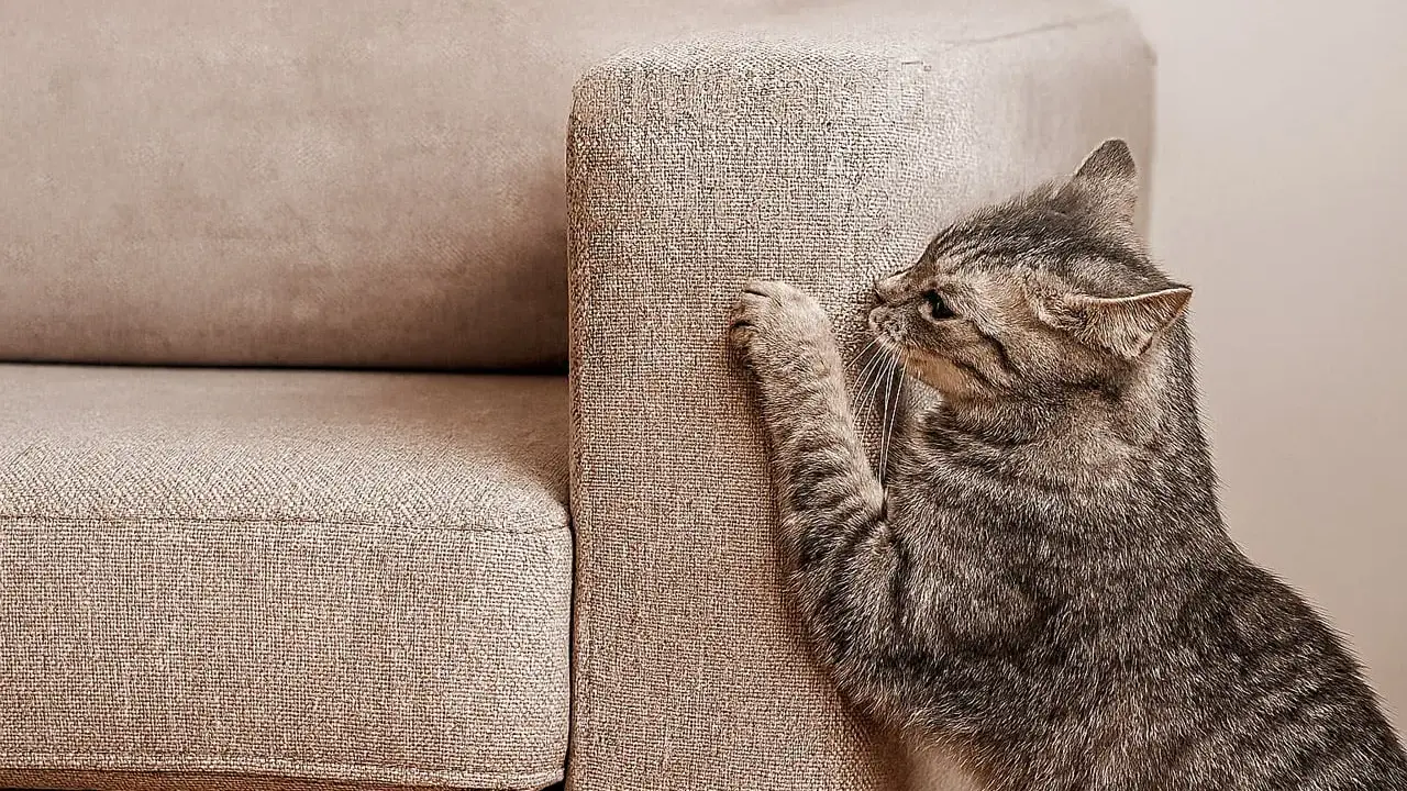 Un gatto tigrato graffia un divano in microfibra beige.