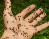 Mano invasa da formiche. Un'immagine che fa pensare ai rimedi naturali contro le formiche, magari con aceto o cannella.