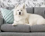 Un soffice cane bianco riposa su un divano grigio. Per sapere come togliere i peli del cane dal divano, guarda questo adorabile amico peloso.
