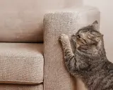 Un gatto tigrato graffia un divano in microfibra beige.
