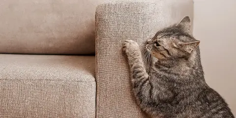 Un gatto tigrato graffia un divano in microfibra beige.