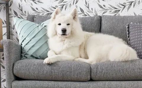 Un soffice cane bianco riposa su un divano grigio. Per sapere come togliere i peli del cane dal divano, guarda questo adorabile amico peloso.