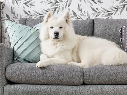 Un soffice cane bianco riposa su un divano grigio. Per sapere come togliere i peli del cane dal divano, guarda questo adorabile amico peloso.