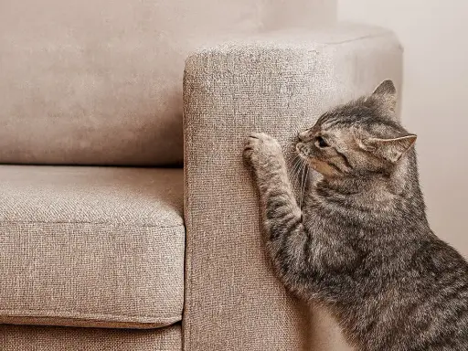 Un gatto tigrato graffia un divano in microfibra beige.