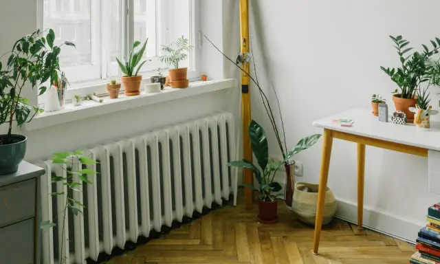 Un radiatore bianco sotto una finestra, con piante in vaso sul davanzale e sul pavimento. Ottimo esempio di dove posizionare i termosifoni per un ambiente accogliente.
