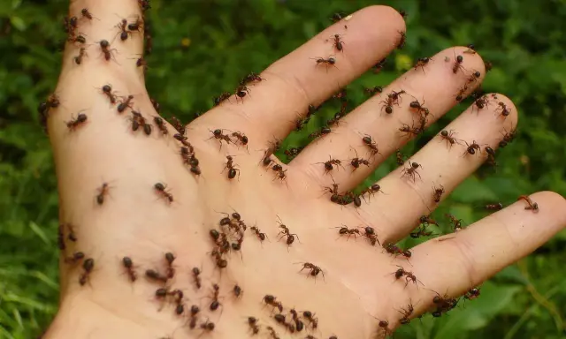 Mano invasa da formiche. Un'immagine che fa pensare ai rimedi naturali contro le formiche, magari con aceto o cannella.