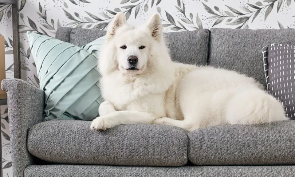 Un soffice cane bianco riposa su un divano grigio. Per sapere come togliere i peli del cane dal divano, guarda questo adorabile amico peloso.