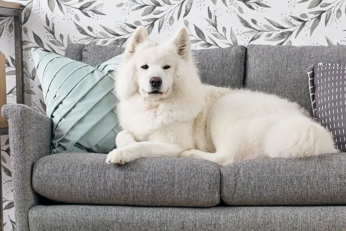 Un soffice cane bianco riposa su un divano grigio, un promemoria che potresti dover imparare come togliere i peli del cane dal divano.