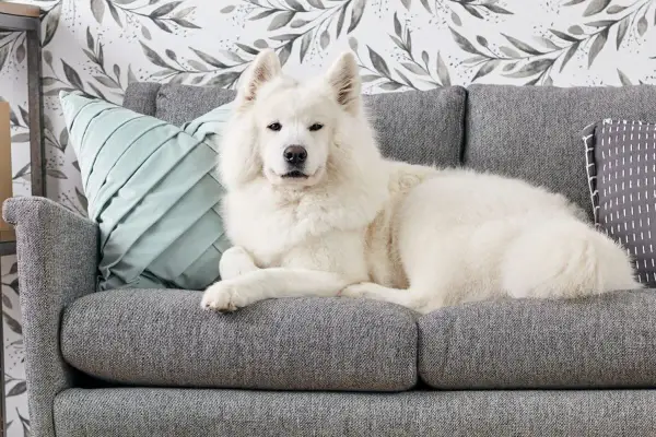 Un soffice cane bianco riposa su un divano grigio. Per sapere come togliere i peli del cane dal divano, guarda questo adorabile amico peloso.