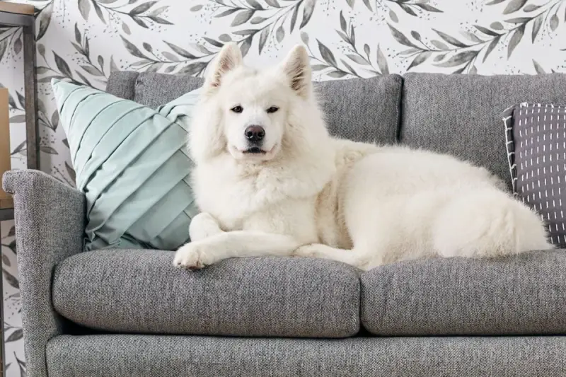 Un soffice cane bianco riposa su un divano grigio. Per sapere come togliere i peli del cane dal divano, guarda questo adorabile amico peloso.